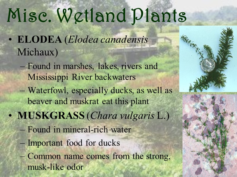 Misc. Wetland Plants ELODEA (Elodea canadensis Michaux) Found in marshes, lakes, rivers and Mississippi